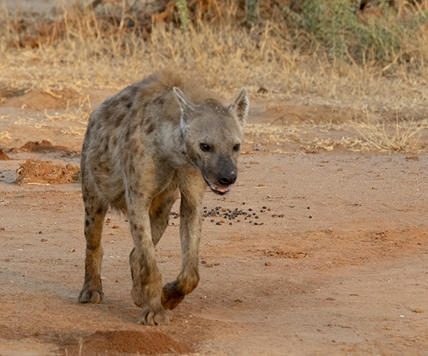 hyena